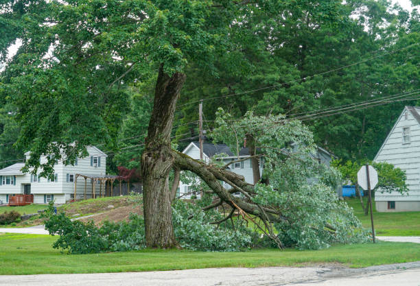 Professional Tree Service in South Gate Ridge, FL